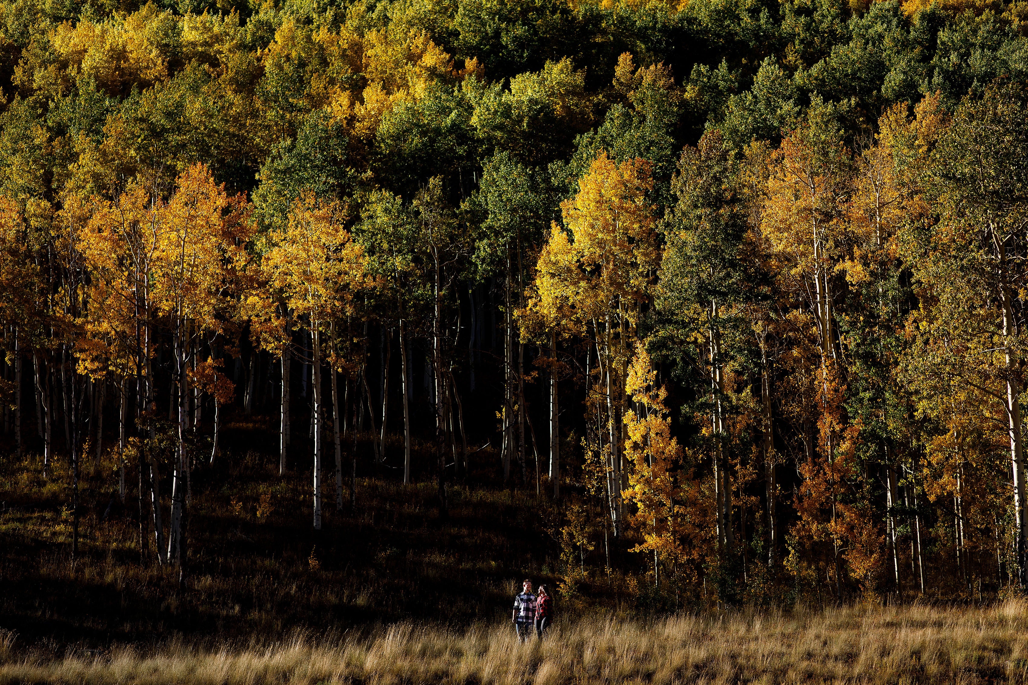 Caroline and Brendan walk together near a grove of colorful aspen trees at Piney River Ranch