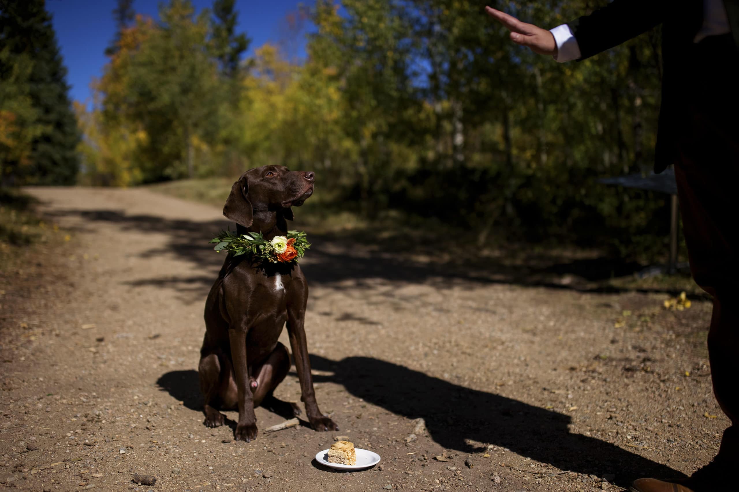 The newlyweds' dog, Norman, is signaled to wait for his special wedding treat