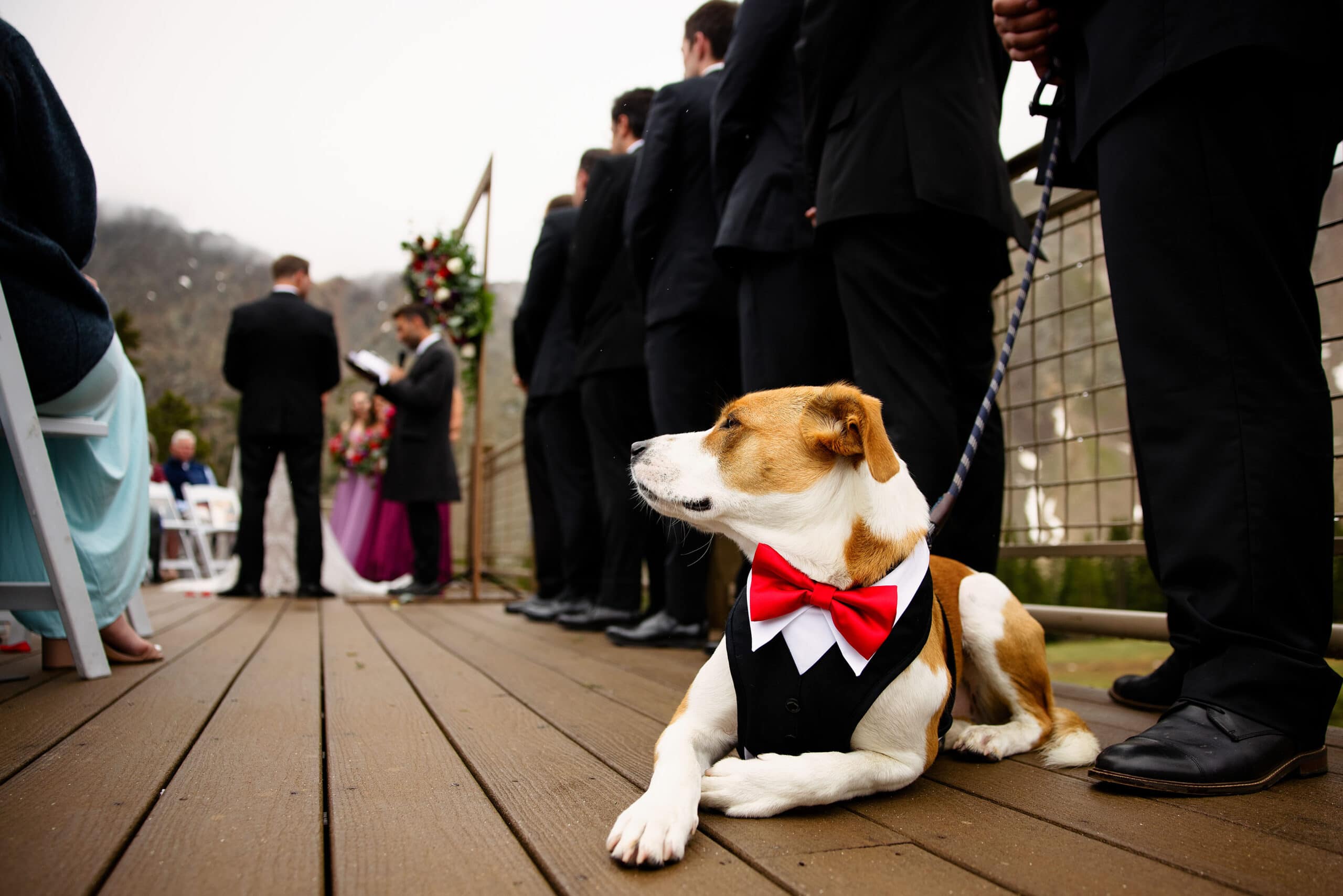 A dog watches a wedding ceremony at Araphoe Basin