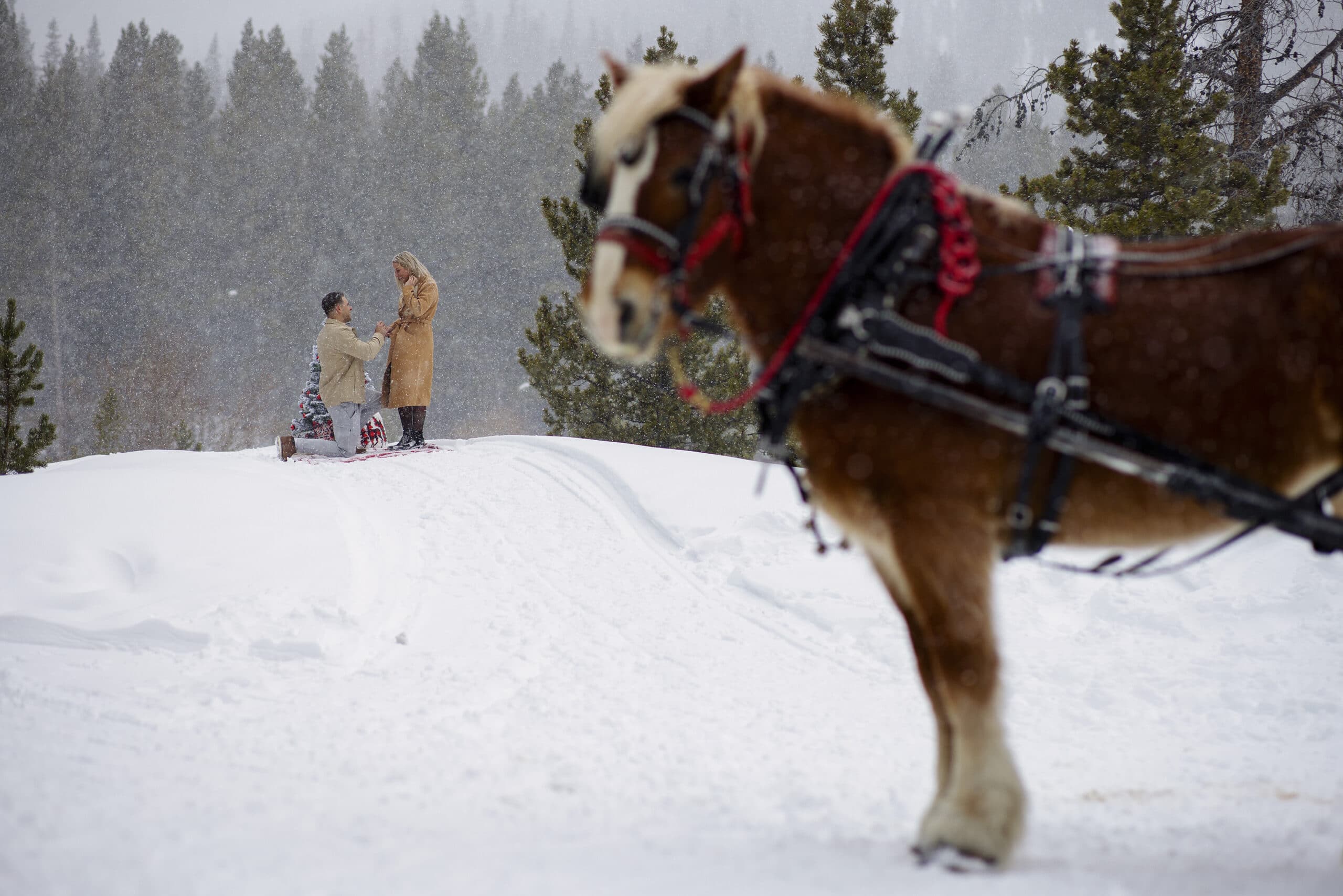 Jake proposes to Avery as a Clydesdale horse stands nearby while it snows in Breckenridge, Colorado