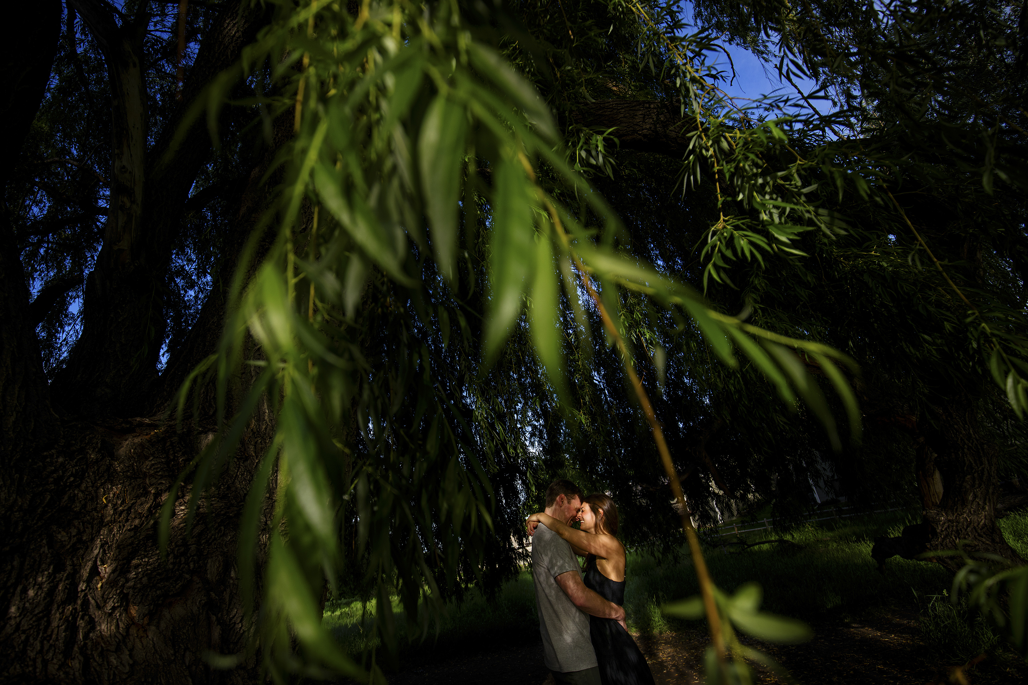 A couple share a moment in a pocket of sunlight beneath a willow tree in Fort Collins