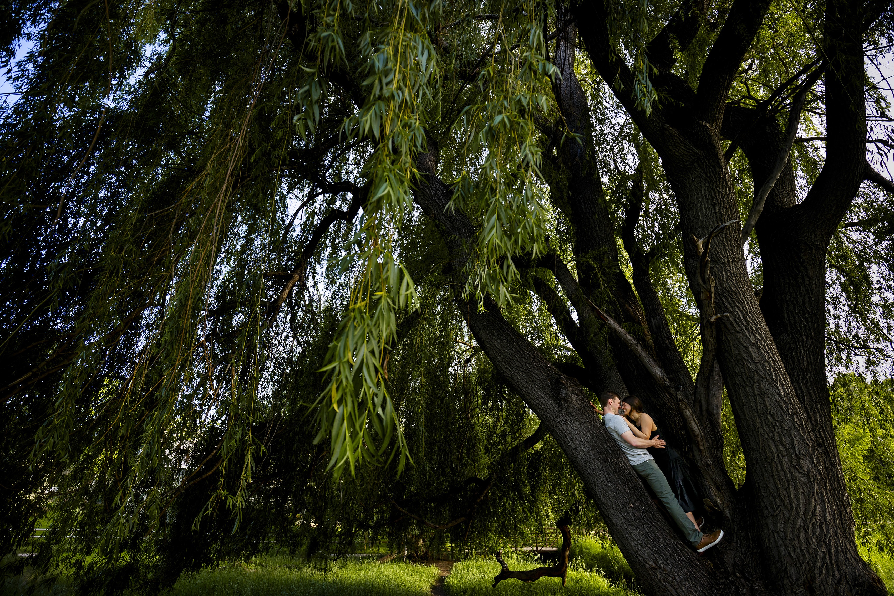 Stephen and heather embrace in a willow tree along a trail in Fort Collins during their engagement photos